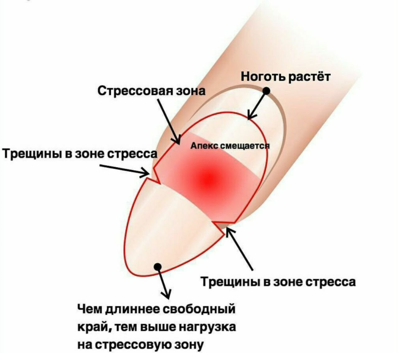 Архитектура ногтевой пластины схема