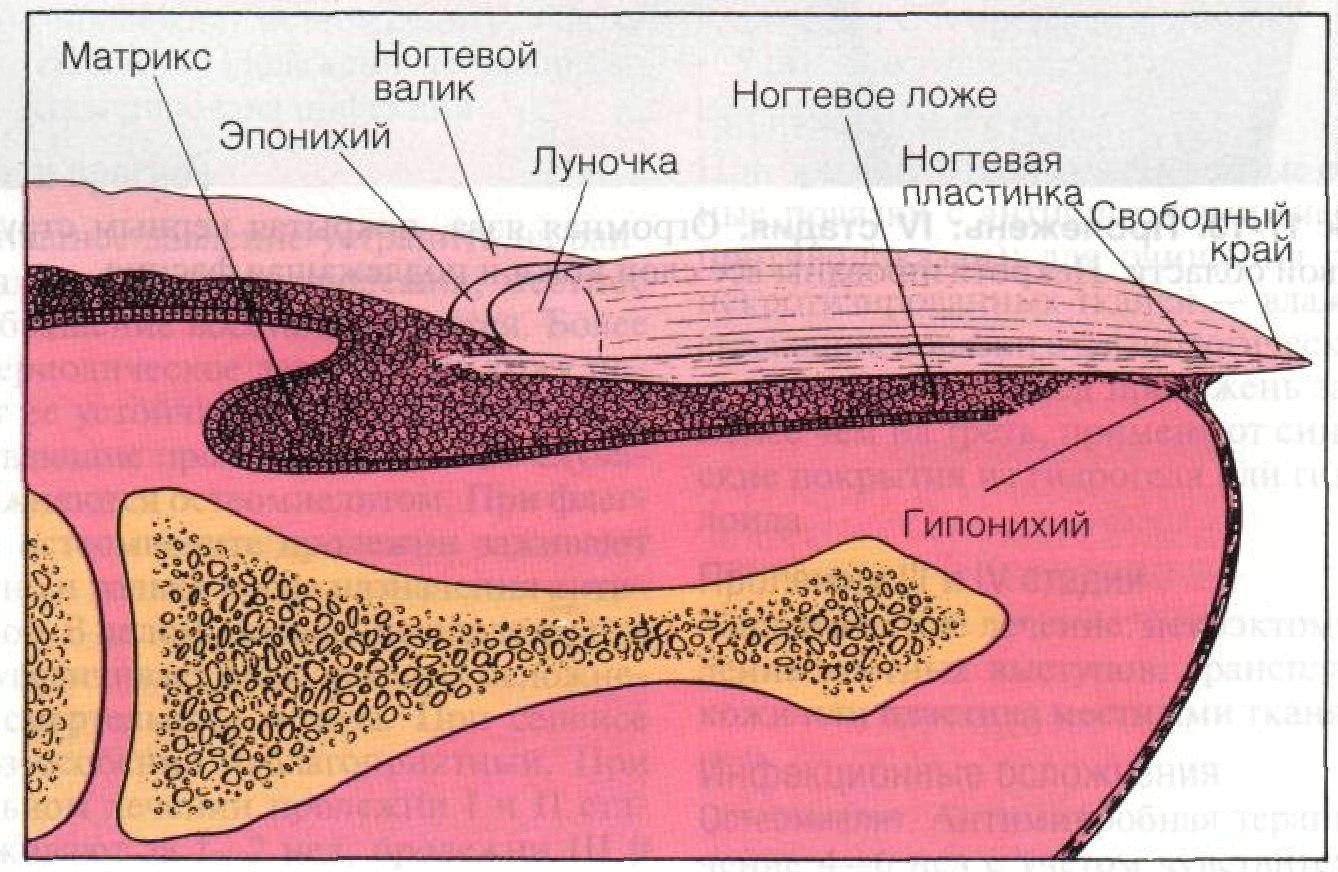 Что такое матрикс ногтя. Ногтевая пластина строение гистология. Строение ногтевой пластинки гистология. Строение ногтевого матрикса. Строение ногтевой пластины Матрикс.