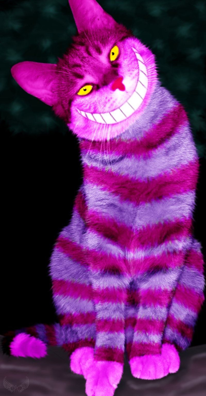 Кот гетерохромия