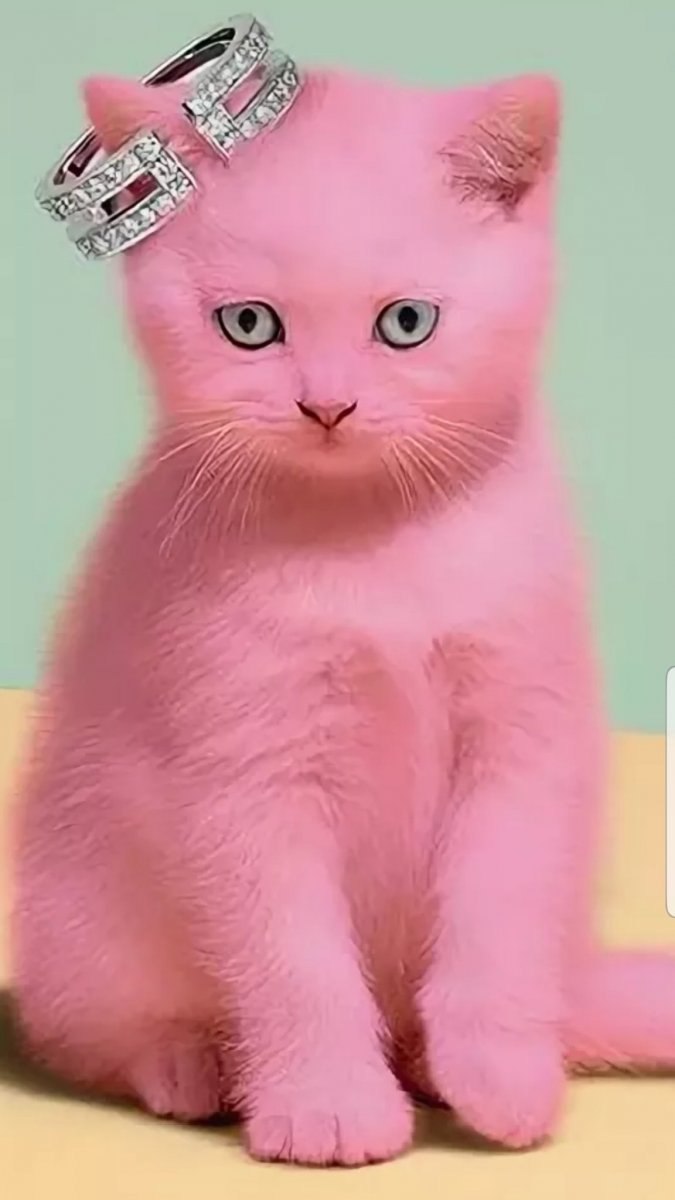Кошка Джинджер