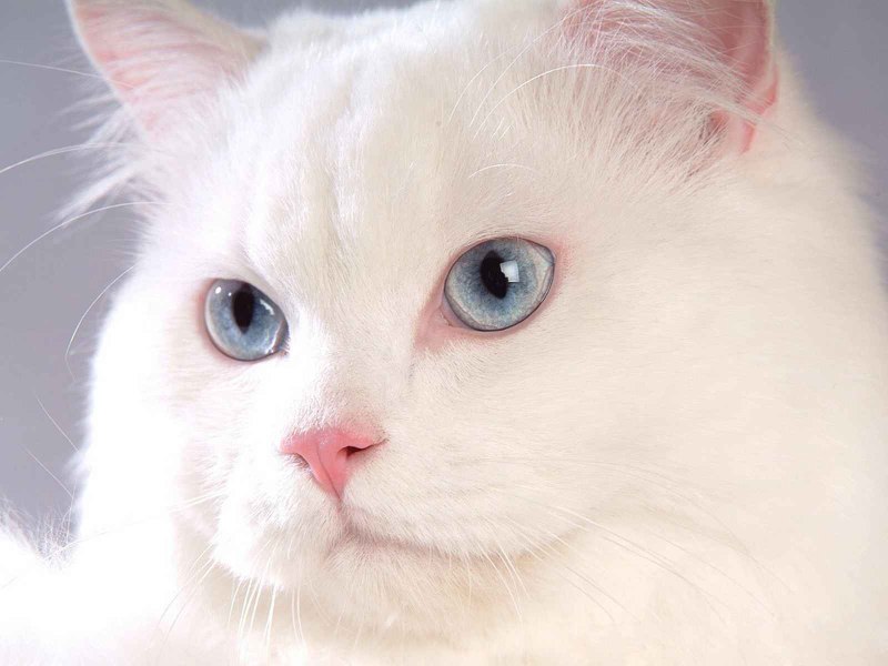 Кошка альбинос с красными глазами