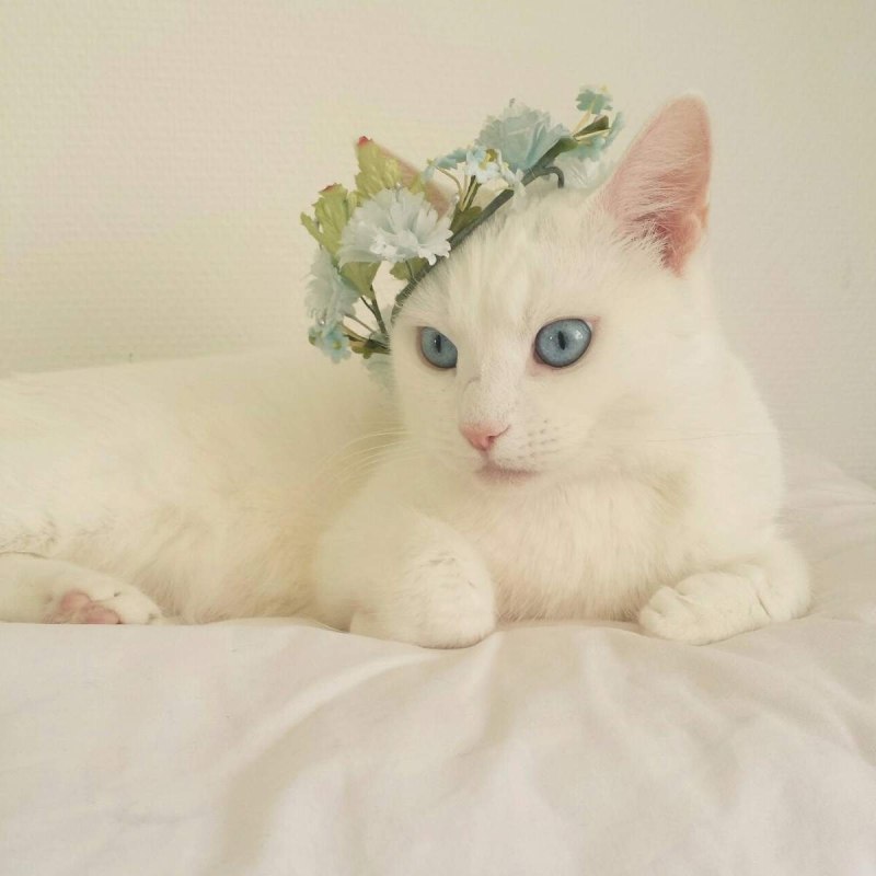 Кошка света