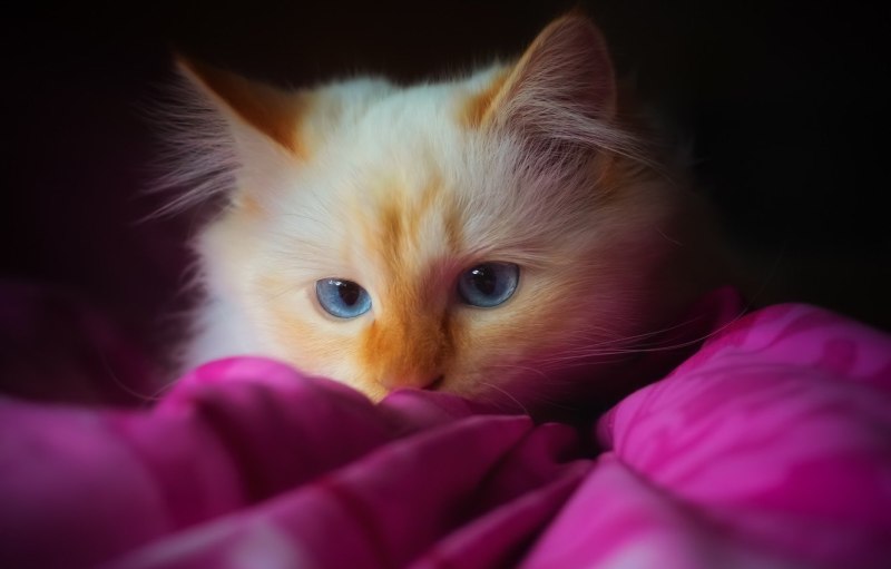 Кошка с розовыми глазами