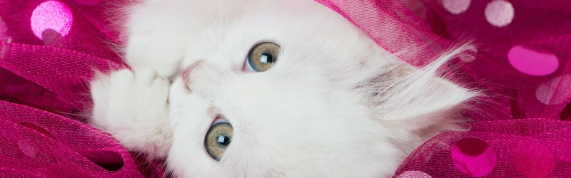 Кошки альбиносы