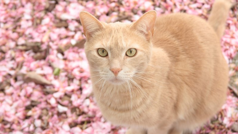 Эстетика кошек
