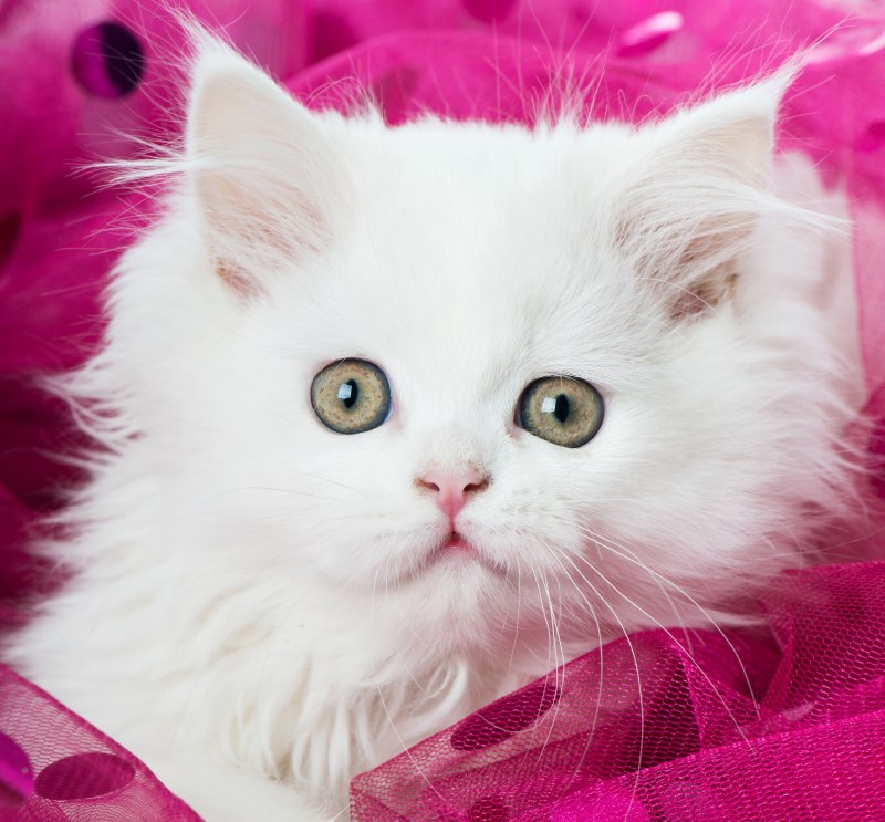 Розовые коты настоящие
