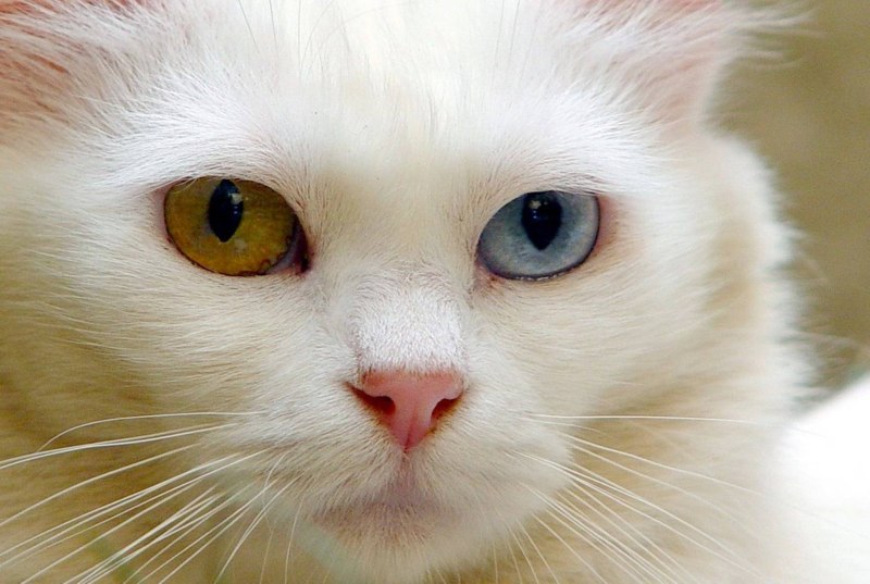 Котята милашки