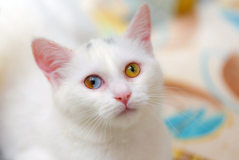 Cat with Pink Eyes