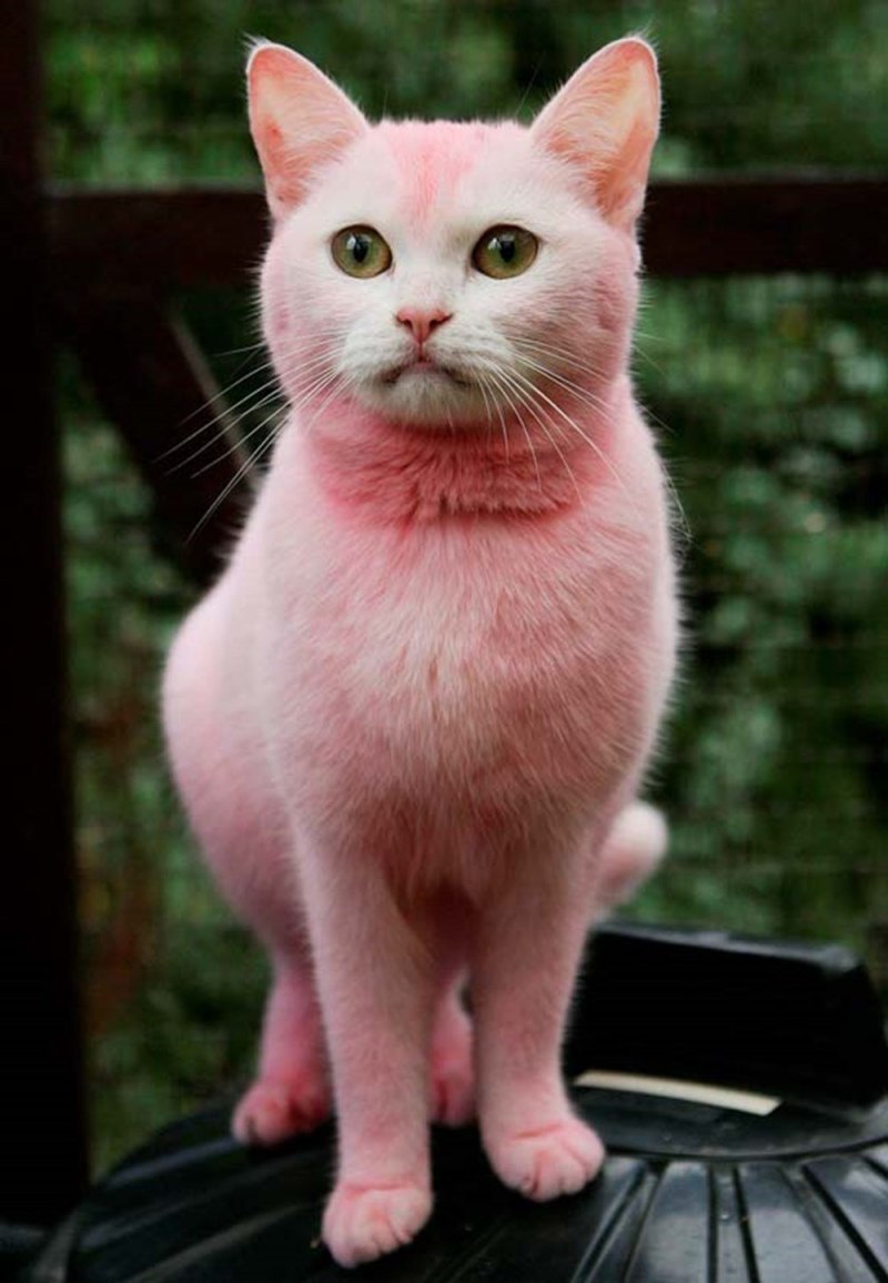 Розовая кошка