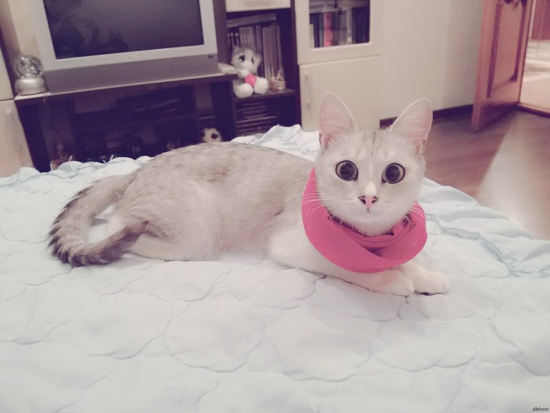 Котята с разными глазами