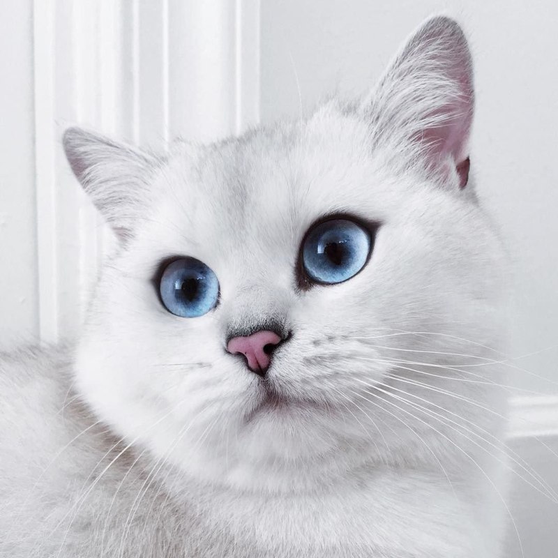 Кошка с розовыми глазами