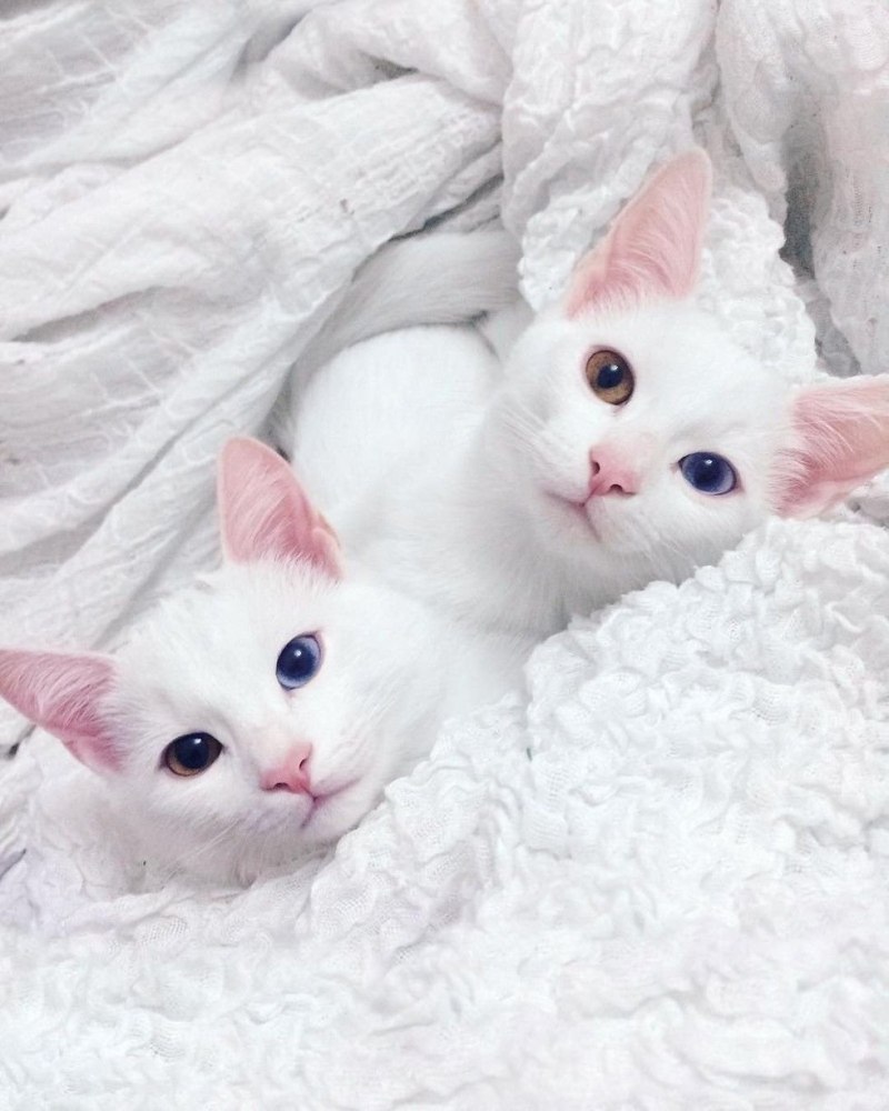 Кошки с необычными глазами