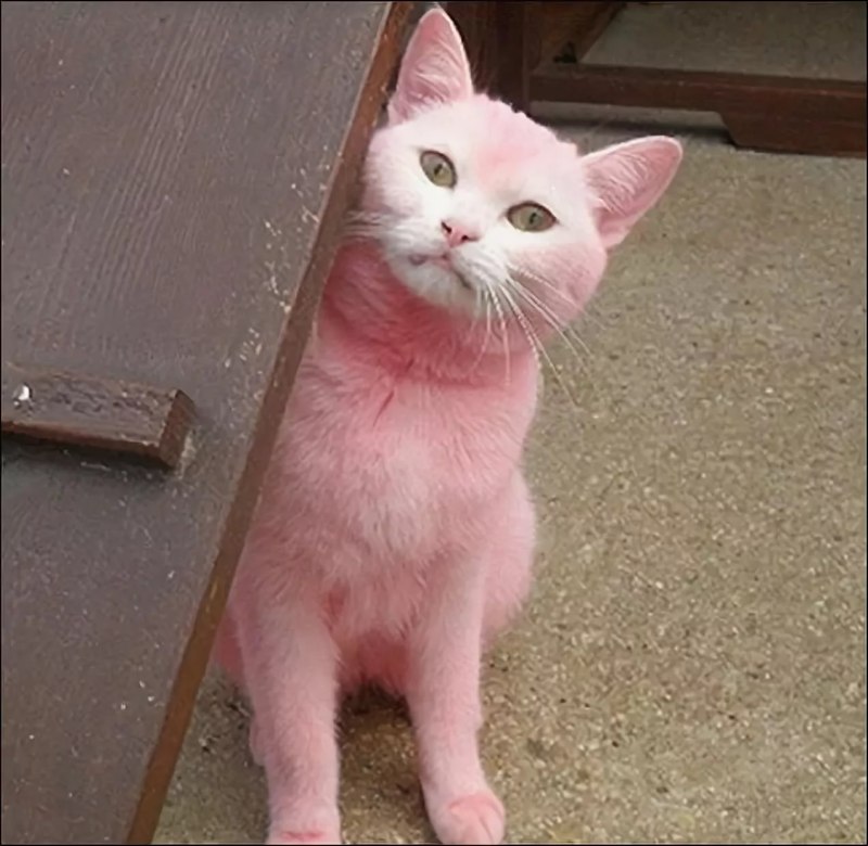 Котенок на розовом фоне
