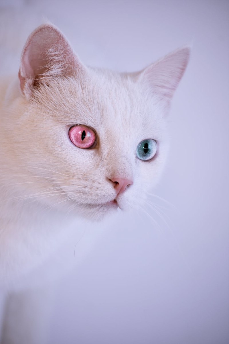 Кошка с розовыми глазами