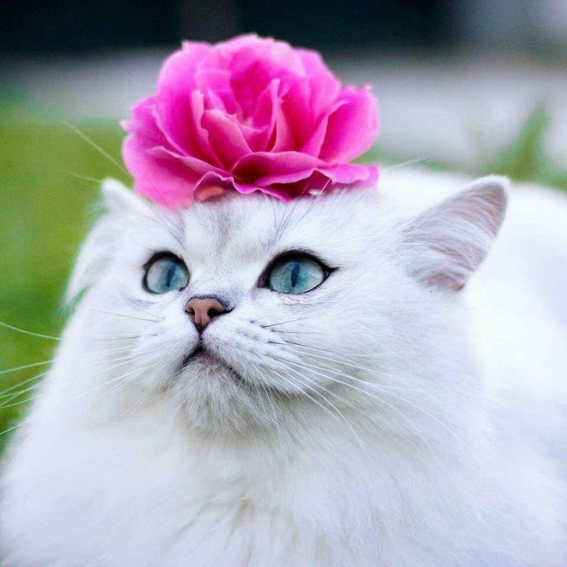 Кошка с зелеными глазами
