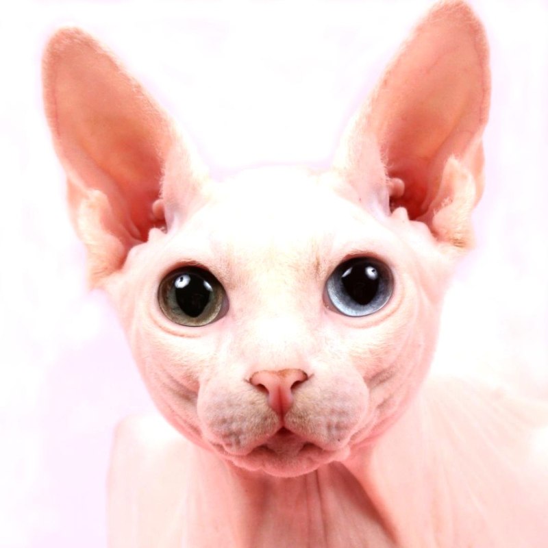 Коты Воители розовый кот
