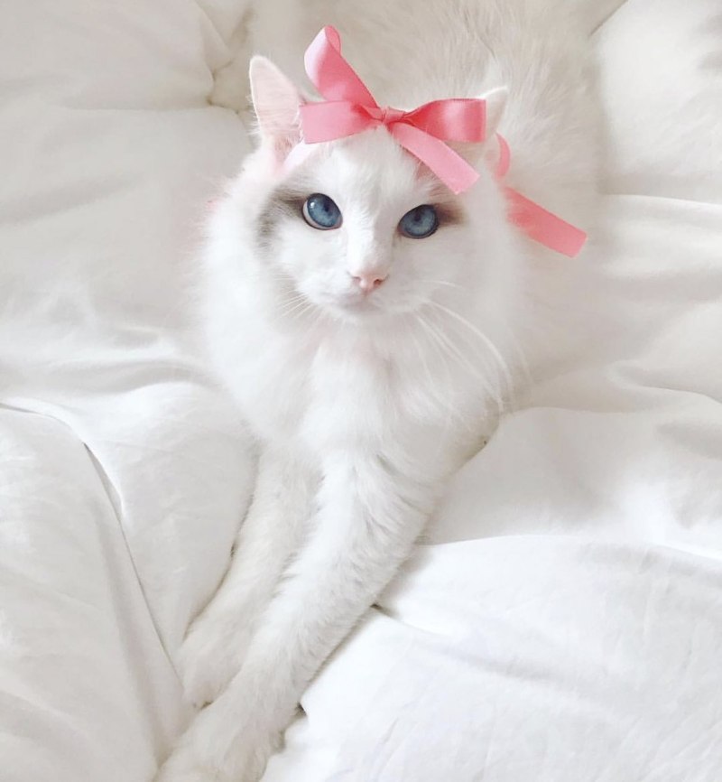 Кот британец альбинос