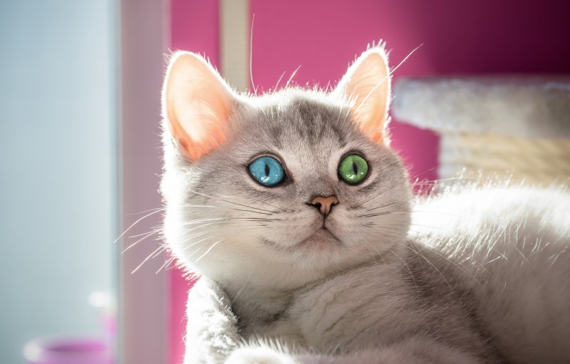 Розовая кошка