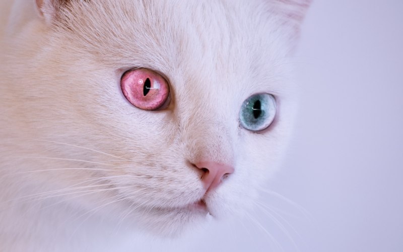 Чеширский кот