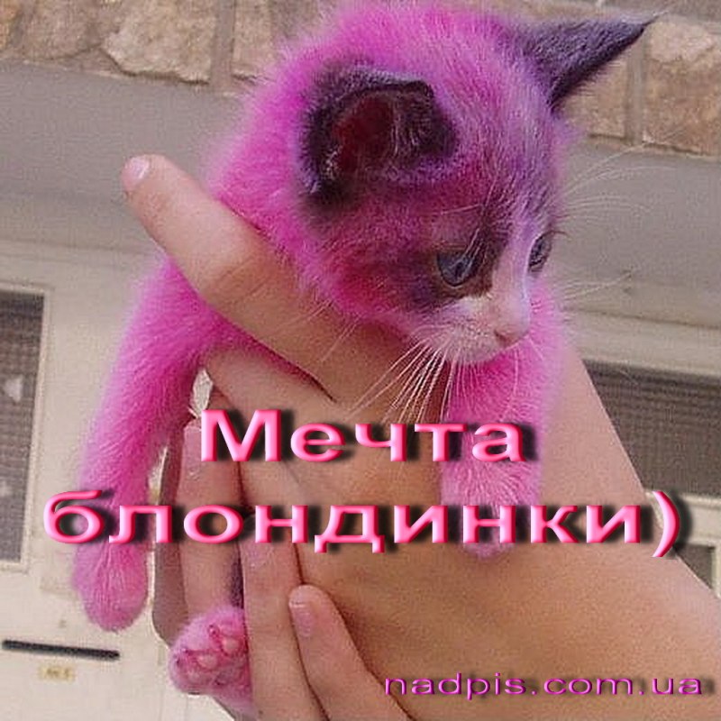 Кот с голубыми глазами