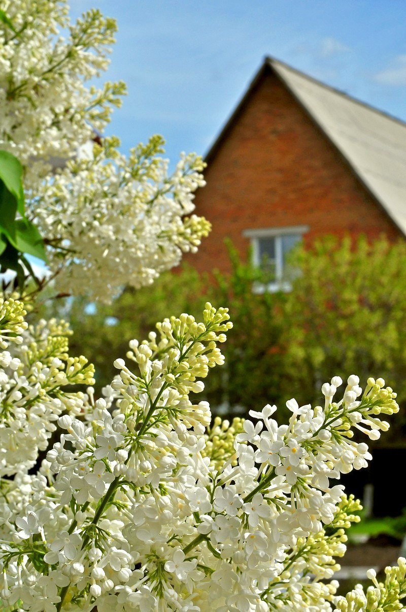 Май природа