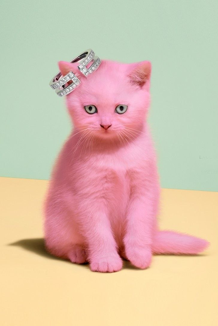 Розовая кошка