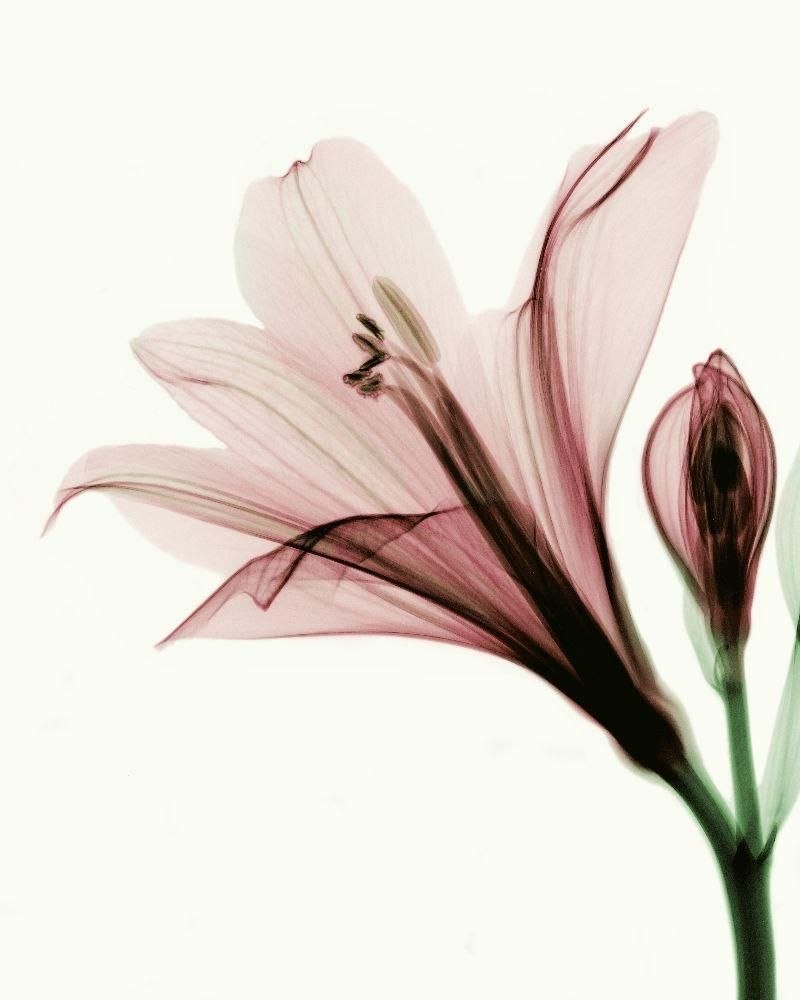 Цветы рентген