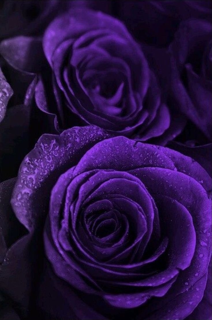 Роза Пурпл фиолетовый