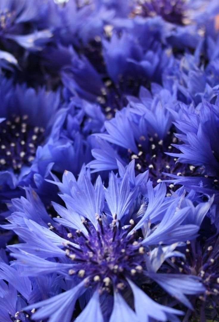 Василек голубая диадема