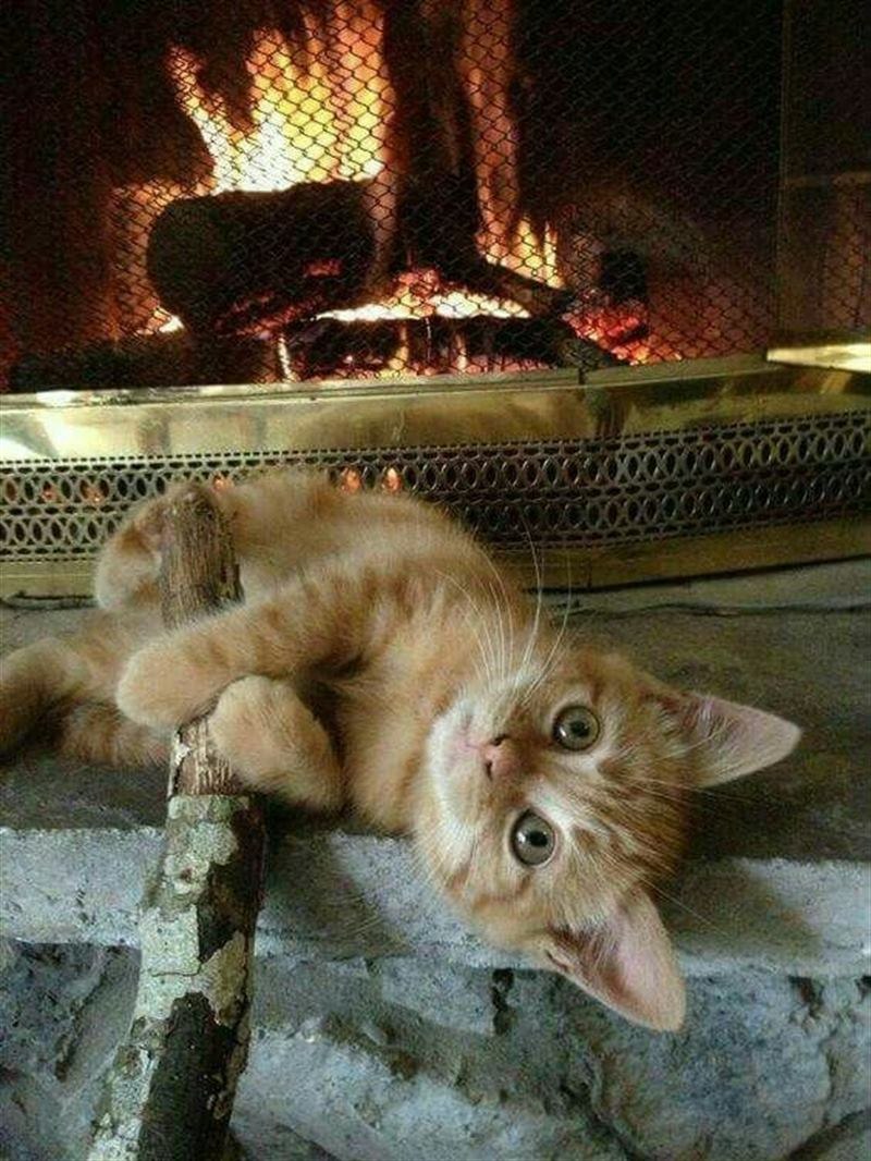 Маникюр кошачий глаз