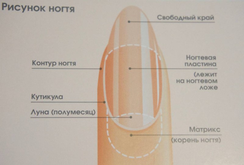 Строение ногтя