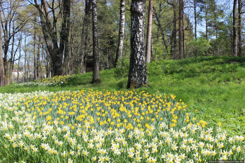 Месяц май природа