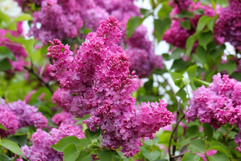 Майская сирень