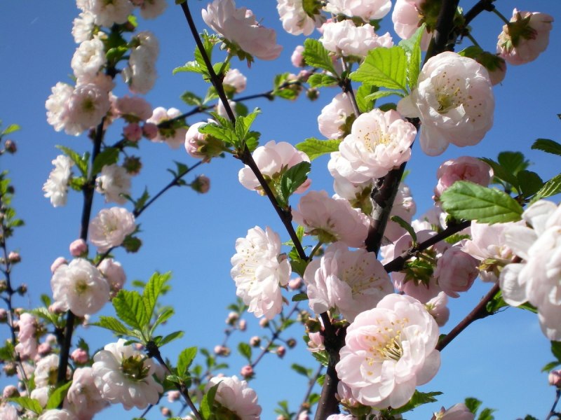 Весна в мае