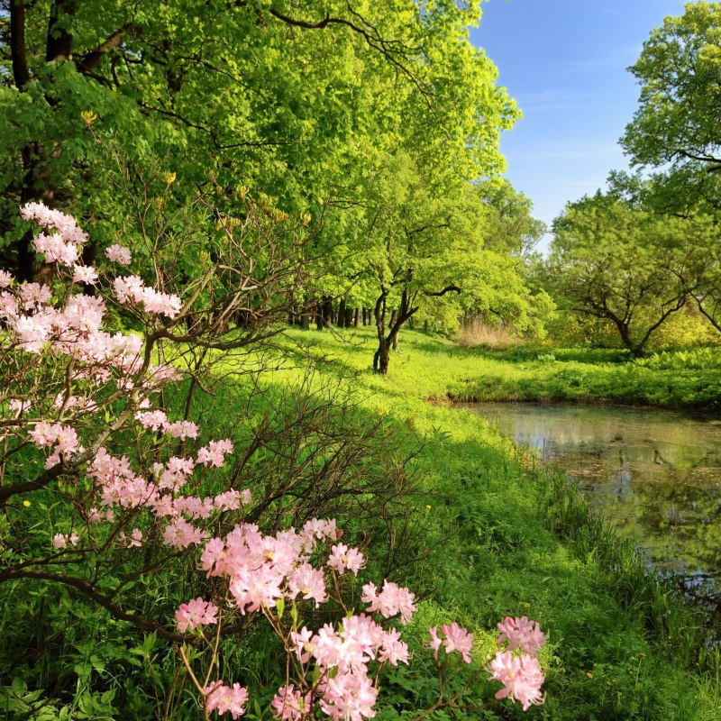 Весна природа