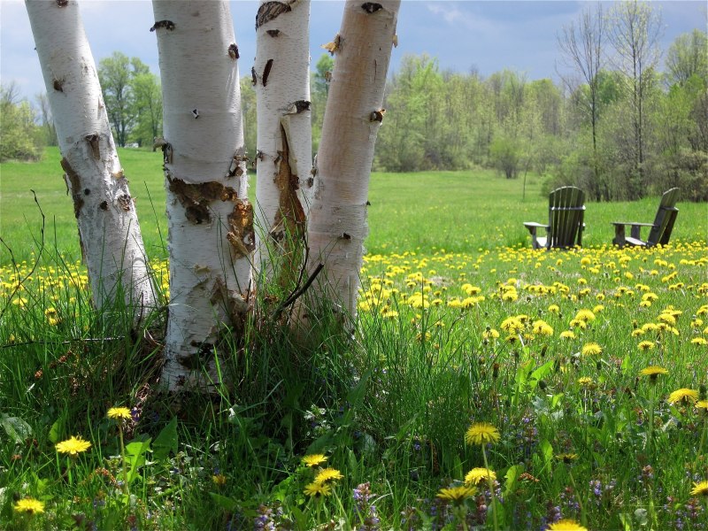 Конец мая природа