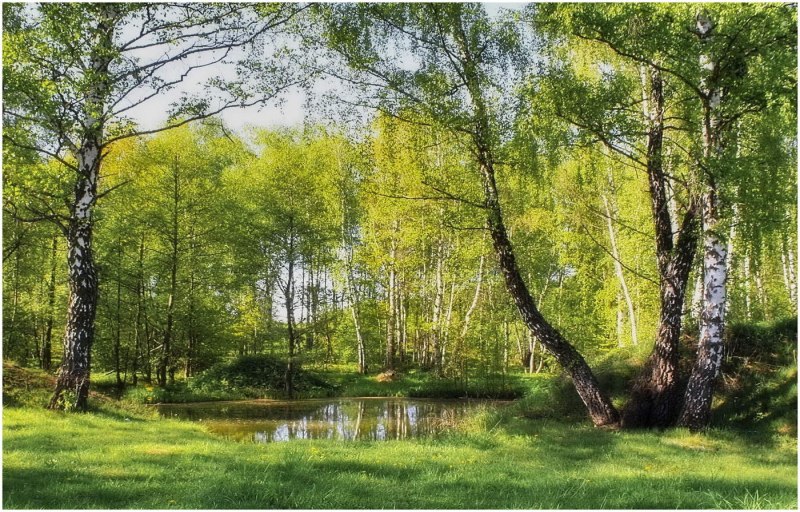 Конец мая природа