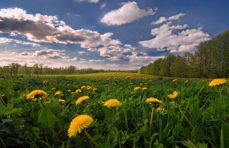 Конец мая природа