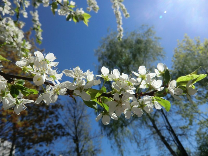 Весна май месяц