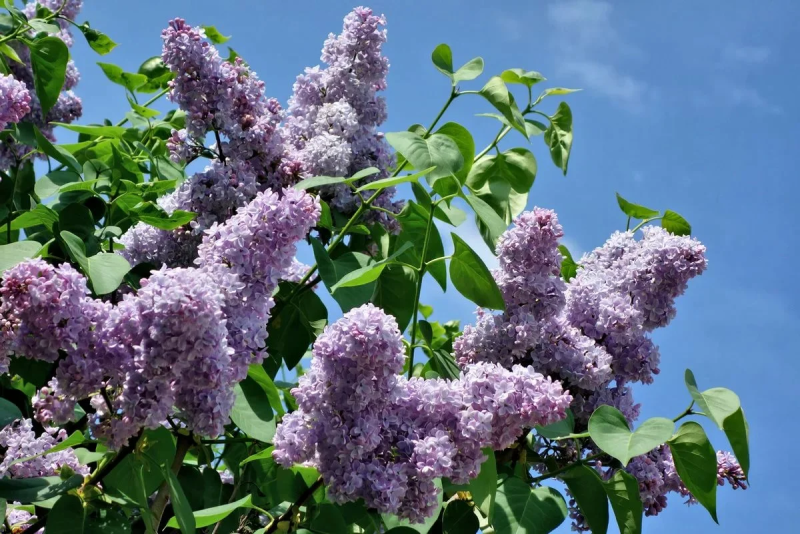 Сирень обыкновенная Примроуз