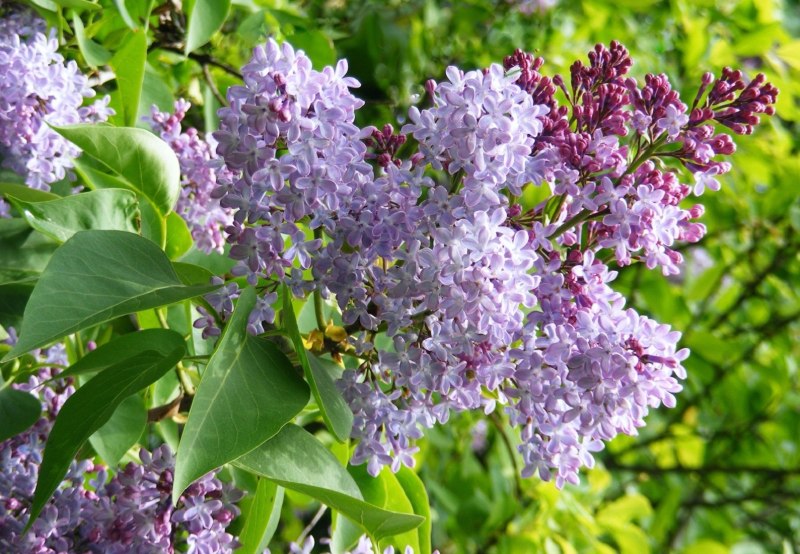 Май природа