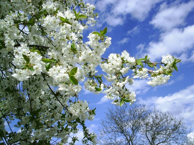 Природа в мае