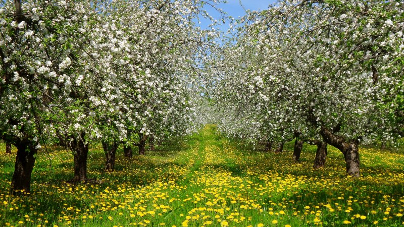 Ясная Поляна цветение яблонь