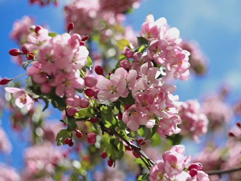 Цветущий май