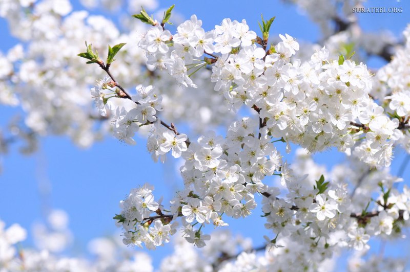 Природа в мае