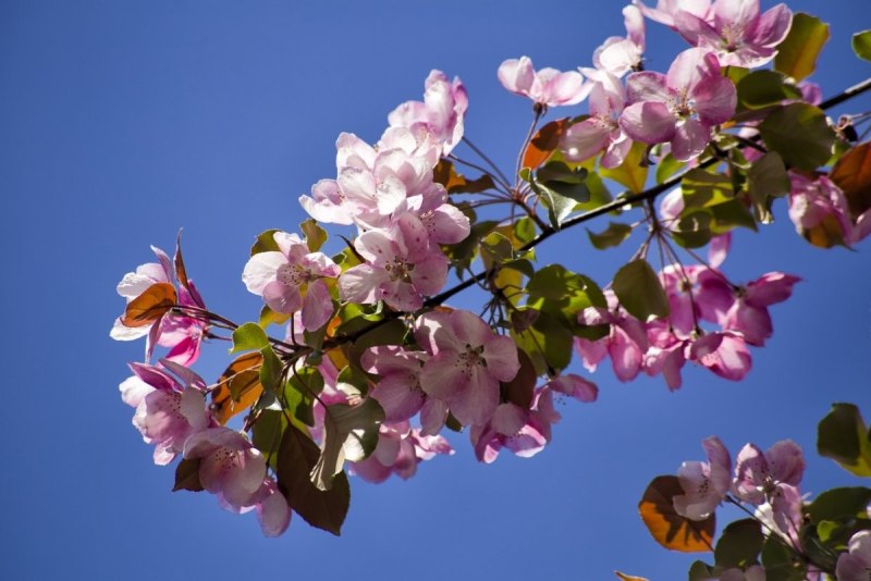 Весна в мае