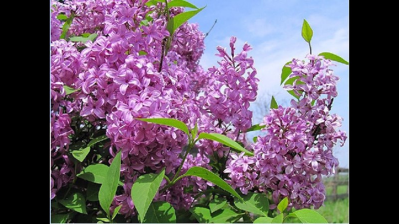 Май природа