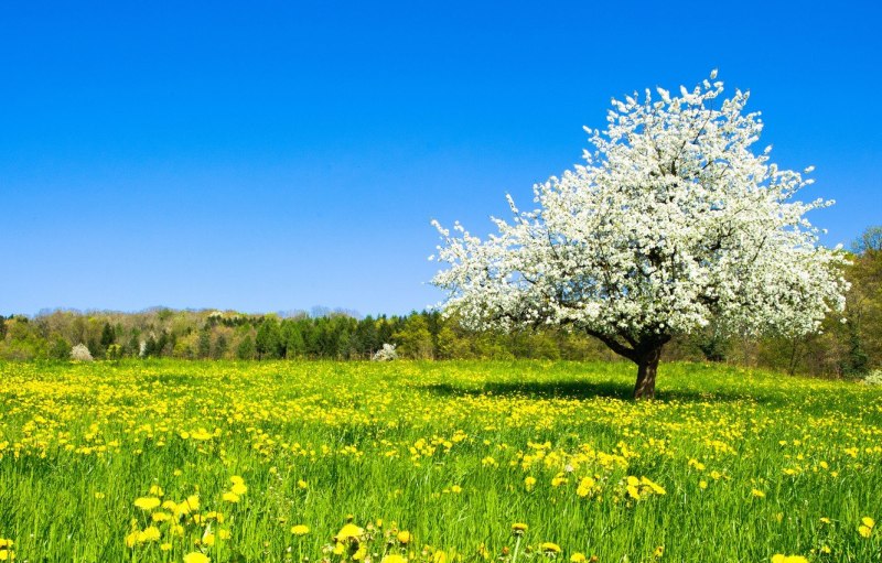 Май природа