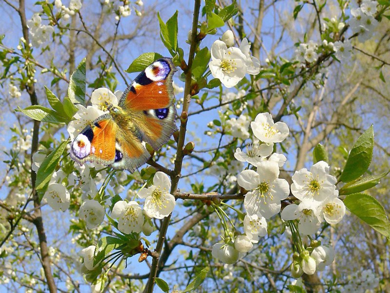 Весенняя природа