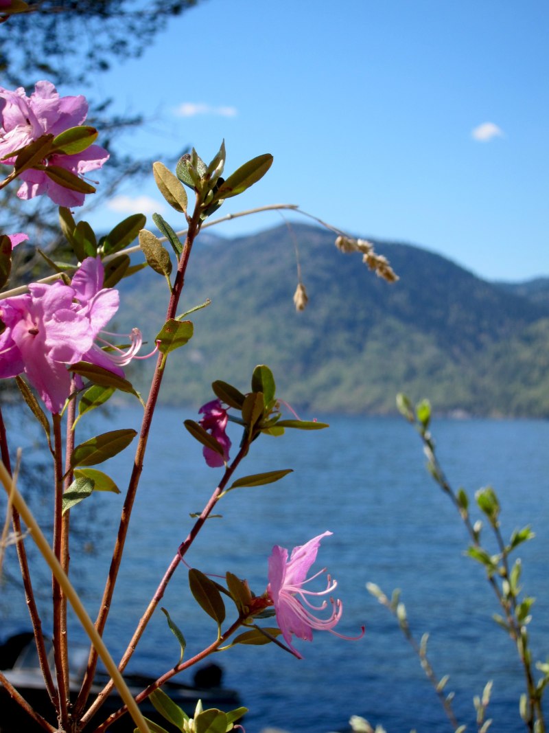 Телецкое озеро маральник